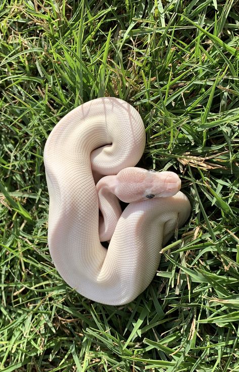 Pink Ball Python, Albino Snake, Albino Snake Aesthetic, Ball Python White, Albino Ball Python, White Lipped Python, Snake Aesthetic, Lavender Albino Ball Python, Albino Ball Python Aesthetic