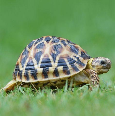 Ask Polly: ‘I’m Slow at Everything and It’s Ruining My Life’ Pet Turtle Care, Russian Tortoise Diet, Turtle Care, Russian Tortoise, Tortoise Care, Baby Tortoise, Small Turtle, Galapagos Tortoise, Pet Turtle