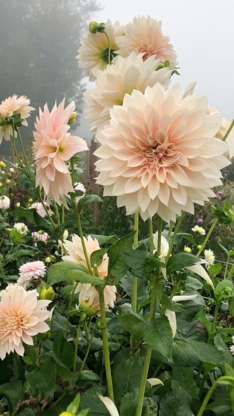 Cafe Au Lait Dahlia Bouquet Wedding, Cafe Aulait Dahlias, Dahlias Cafe Au Lait, Sierra Glow Dahlia, Dahlia Flower Cafe Au Lait, Dahlias In Garden, Sweet Nathalie Dahlia, Cafe Dahlia, Dalias Flowers