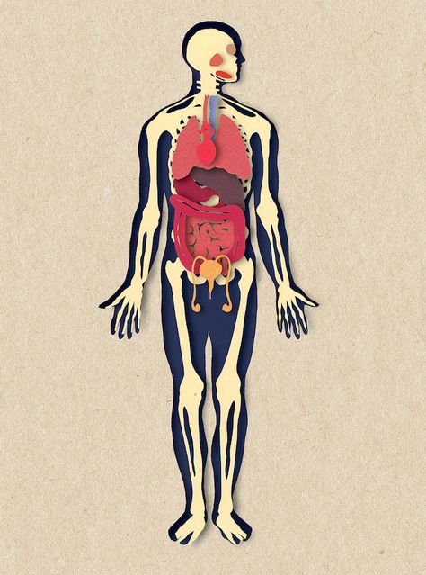 Biotud-8 Human Nervous System, Medical App, Human Body Anatomy, Body Anatomy, Picture Illustration, Paper Cut Art, Anatomy Art, Editorial Illustration, Paper Cut