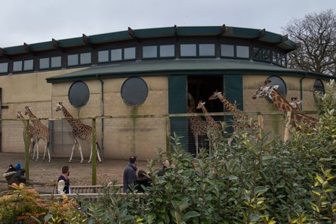 Giraffe House, Giraffe Habitat, Zoo Giraffe, Mountain Zebra, Zoo Architecture, Amur Leopard, Underwater Animals, Siberian Tiger, In The Zoo