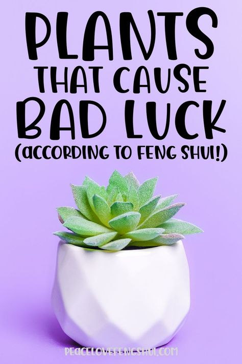 Feng Shui Tips For Wealth, Feng Shui Bathroom, Feng Shui Good Luck, Feng Shui Garden, Feng Shui Colors, Feng Shui Plants, Feng Shui Guide, Feng Shui Money, Fen Shui