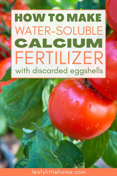 Diy Liquid Fertilizer For Vegetable Garden, Egg Shell Water For Plants, Calcium For Tomato Plants, Calcium For Plants, Eggshells For Plants, Egg Shells For Plants, Eggshell Fertilizer, Smart Gardening, Diy Fertilizer