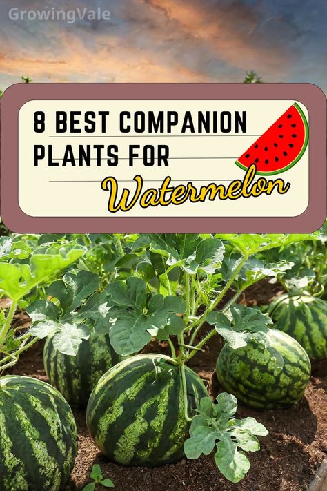 Watermelon Companion Plants Watermelon Companion Planting, Watermelon Companion Plants, Planting Watermelon, Companion Planting Layout, Green Beans Garden, Onion Companion Planting, Watermelon Plants, Potato Companion Plants, Bean Garden