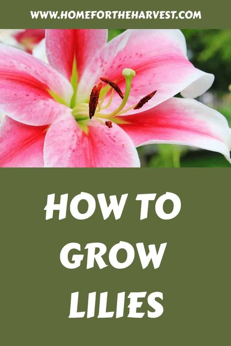 How to grow lilies Growing Lilies, Lily Bulbs, Organic Compost, Lily Plants, Replant, Gorgeous Flowers, Organic Fertilizer, Fragrant Flowers, Beautiful Blooms