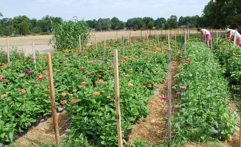 Zinnia Seeds, Zinnia Garden, Growing Cut Flowers, Cut Flower Farm, Dahlias Garden, Zinnia Flowers, Flower Farmer, Garden Help, Cut Flower Garden