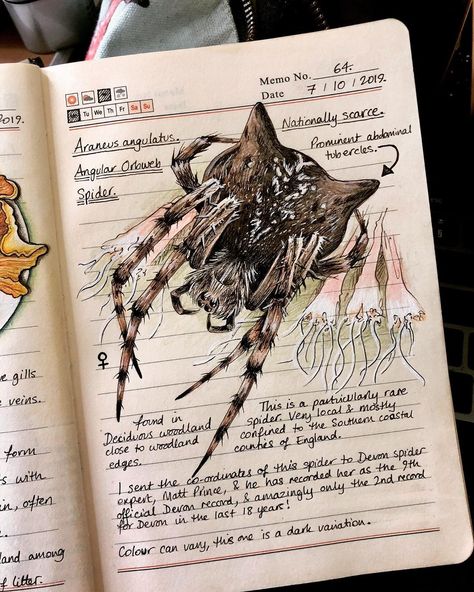 Fantasy Fields, Botanical Sketchbook, Field Journal, Guided Art, Plant Journal, Plant Book, Spider Art, Garden Journal, Plant Aesthetic