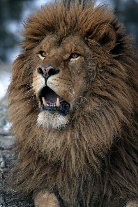 Barbary lion, Panthera leo leo royalty free stock photography Barbary Lion, Asiatic Lion, Panthera Leo, Male Lion, Cat Sketch, Lion Pictures, African Lion, Cat Facts, Stock Photography Free