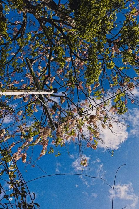 Balayong Tree(Palawan Cherry Blossom) Balayong Tree, Palawan, Cherry Blossom, Blossom, Cherry