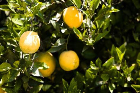 Prevent ants from even climbing your fruit trees. Growing Citrus, Diy Bug Spray, Natural Pesticides, Insect Spray, Navel Oranges, Mock Orange, Citrus Sinensis, Sandy Soil, Citrus Trees