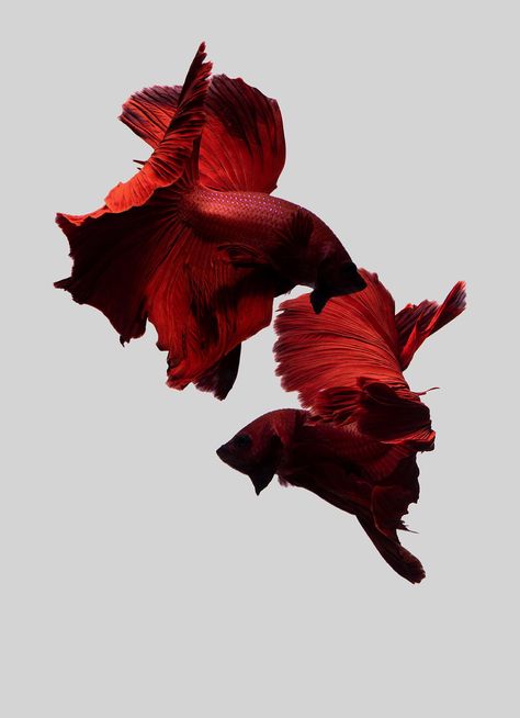 Beta Fish, Fabric Photography, Monkey Art, Simple Iphone Wallpaper, Instagram Feed Inspiration, Watercolor Wallpaper, Beautiful Fish, Red Fish, Betta Fish