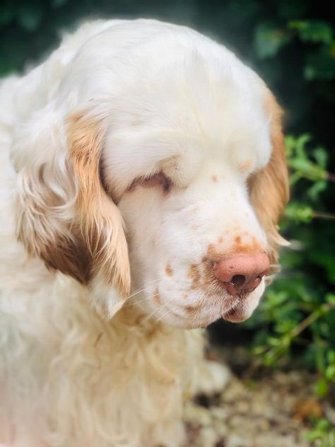 Clumber Spaniel Puppy, Clumber Spaniel, Dog Motif, Puppies And Kitties, Pretty Dogs, Pretty Animals, Bad Dog, Silly Animals, Arte Fantasy