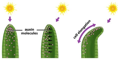 Cloning Plants, Biology Aesthetic, Igcse Biology, Plant Biology, Biology Diagrams, Nature Shapes, Plant Physiology, Environmental Technology, Study Strategies