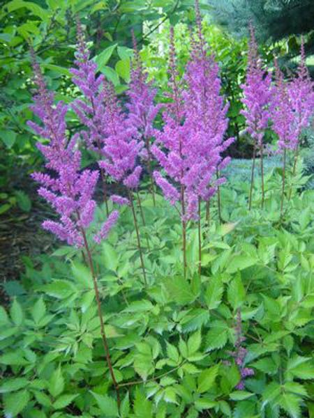 Astilbe Chinensis, Astilbe Arendsii, Vermont Garden, Orpheum Theater, Purple Flowers Garden, Endless Summer Hydrangea, Shade Garden Plants, Fall Planting, Shade Gardens