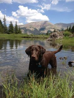 Husky Corgi, Labrador Noir, Chocolate Lab Puppies, Chocolate Labrador Retriever, Cutest Dog Ever, Labrador Retriever Puppies, Popular Dog Breeds, Chocolate Labrador, Labrador Retrievers