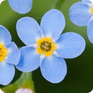 Wood Forget-me-not (Myosotis sylvatica) plug plants Sustainable Nursery, Myosotis Sylvatica, Wildflower Nursery, Flower Close Up, Green Oval, Rock Painting Designs, Painting Designs, Shade Plants, Higher Design