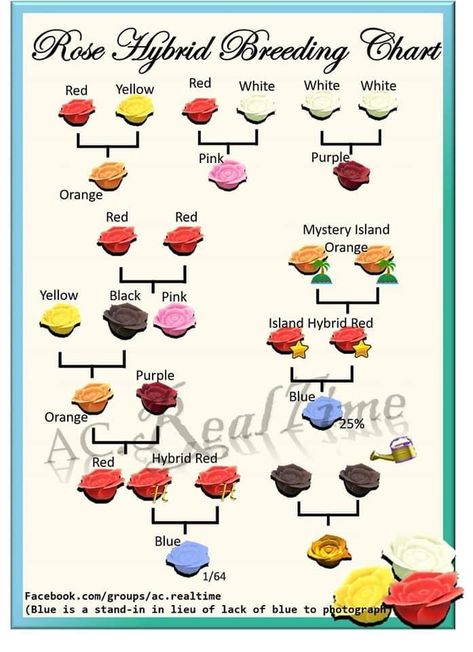 Animal Crossing Rose Breeding, Animal Crossing Breeding Flowers, Acnh Black Roses, Acnh Rose Breeding Guide, Animal Crossing Gold Roses, Acnh Gold Rose Garden, Acnh Gold Roses, Cross Breeding Flowers Animal Crossing, Rose Garden Animal Crossing