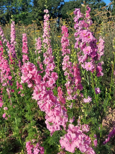 Tall Pink (Larkspur) Larkspur Aesthetic, Larkspur Flowers, Pink Larkspur, Experimental Animation, July Birth Flower, Larkspur Flower, Floral Design Classes, Flower Identification, Animation Ideas