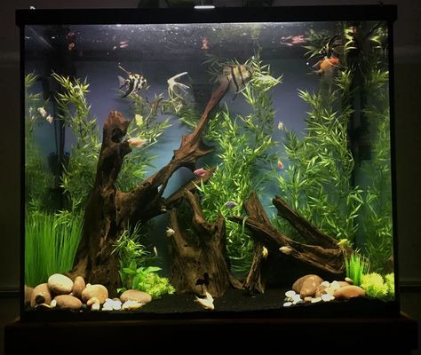 Angel Fish Tank, Community Fish Tank, Pond Animals, Fish Tank Themes, Cool Fish Tanks, Aquascape Design, Tropical Fish Tanks, Community Tanks, Fresh Water Fish Tank