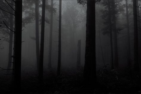 Creepy Forest Aesthetic, Keyboard Background, Eerie Places, Scary Backgrounds, Scary Wallpaper, Forest Background, Strange Places, Black Tree, Africa Art