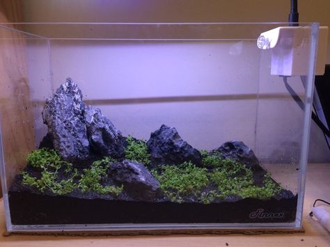 Need help with scaping a 2.5 gallon tank - The Planted Tank Forum 10 Gallon Planted Tank, Aquascape 20 Gallon, Aquascape 10 Gallon, 29 Gallon Aquascape, 5 Gallon Tank, Small Fish Tanks, 2.5 Gallon Aquascape, Planted Tank, Fresh Water Fish Tank