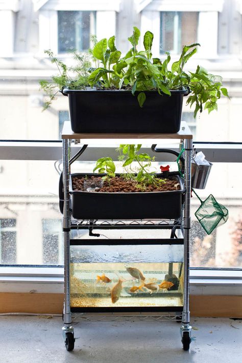 I know it's pretty short notice, but Hubby and I realized that this was the only Sunday in May, that we could host our first ever, DIY Aquaponics Workshop. We've been getting many requests to host one, so this will be the first of many.The cost is $45 if you want to come and watch and eat… Mini Aquaponics, Indoor Aquaponics, Backyard Aquaponics, Buah Naga, Aquaponics Fish, Aquaponics Diy, Aquaponic Gardening, Meteor Garden 2018, Aquaponics System