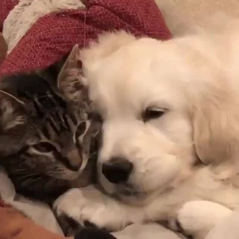 Animals Friendship, Cute Animal Videos, Dog And Cat, Sweet Animals, 귀여운 동물, Cute Funny Animals, Animals Friends, Facebook Page, Funny Animal Videos