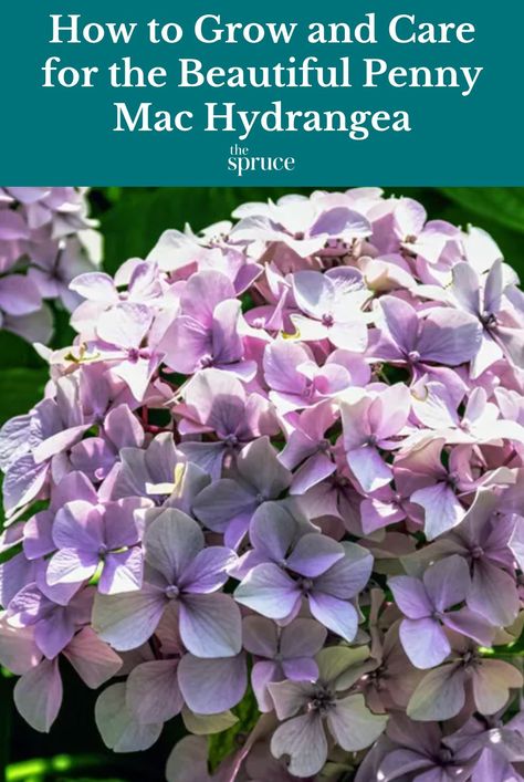 The Penny Mac hydrangea is a bigleaf hydrangea that blooms in pink or blue, depending on soil pH. It is an easy care hydrangea that flowers through the summer. #hydrangeacareguide #purpleflowers #gardeningadvice #houseplanthacks #howtogrow #indoorflowers #plantparenttips #thespruce Penny Mac Hydrangea, Hydrangea Types, Big Leaf Hydrangea, Hydrangea Varieties, Types Of Hydrangeas, Bigleaf Hydrangea, Endless Summer Hydrangea, Golden Garden, Hydrangea Bloom