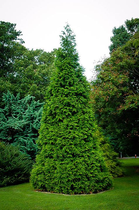 Green Giant Tree, Nursery Green, Green Giant Arborvitae, Thuja Green Giant, Giant Arborvitae, Peppermint Cocoa, Landscape Nursery, Mountain Nursery, Green Giant