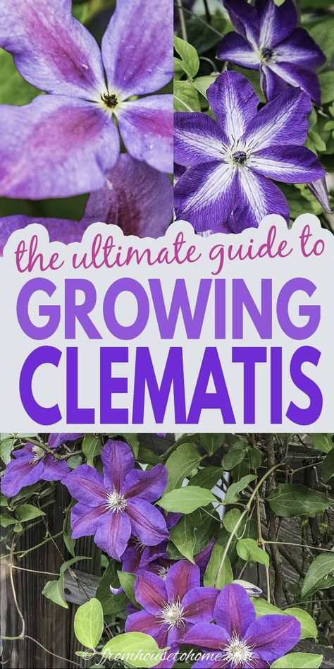 Pruning Clematis, Growing Clematis, Perennial Flowering Vines, Clematis Care, Clematis Varieties, Blue Clematis, Autumn Clematis, Clematis Plants, Climbing Flowers