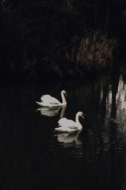 Dark Swan, Raindrops And Roses, Midnight Garden, Lady Bird, Swan Lake, Nature Aesthetic, Rain Drops, Swans, الرسومات اللطيفة