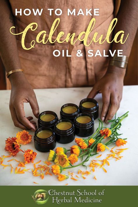 Medicinal Flowers, Calendula Salve, Helichrysum Essential Oil, Healing Salve, Calendula Benefits, Salve Recipes, Herbal Salves, Coconut Oil Recipes, Magia Das Ervas