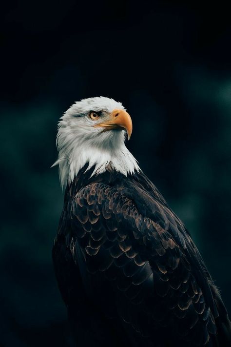 Eagle Images Hd, Eagle Wallpaper Iphone, Eagle Wallpaper Hd, Human Eye Photography, D Wallpaper Letter Cute, Martial Eagle, Eagle Portrait, Animals Activities, Karan Aujla