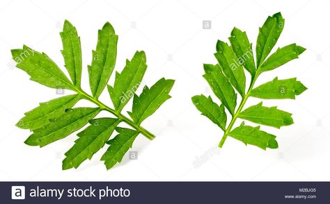 Download this stock image: fresh marigold leaves isolated on the white background - M2BJG5 from Alamy's library of millions of high resolution stock photos, illustrations and vectors. Marigold Leaves, Cover Up Tattoo, Fresh Green, Botany, The White, Background Images, Plant Leaves, White Background, Photo Image