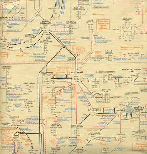 Science Collage, Science Diagram, Metabolic Pathways, Study Exam, Time Warp, Human Activity, Science Biology, Into The Future, 3 In One