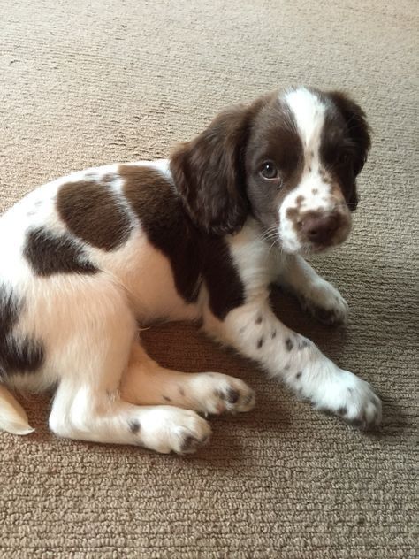 German Shorthaired Pointer Puppies, French Spaniel, Springer Spaniel Puppy, Husky Corgi, Puppies Black, Springer Spaniel Puppies, Grooming Business, Corgi Puppies, Weiner Dogs