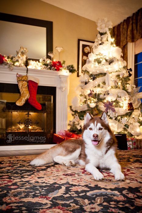 Siberian Husky Names, Christmas Husky, Siberian Husky Training, Husky Christmas, Christmas Puppies, Fireplace Mantel Designs, Wolf Dogs, Christmas Pets, Christmas Cuties