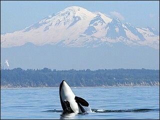 Washington Seattle Ferry, Mt Rainer, Mount Baker, Mt Baker, Bellingham Washington, Wa State, Orca Whale, Evergreen State, Pacific Nw