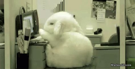 Tired Sleep GIF - Tired Sleep Bunny - Discover & Share GIFs Cute Bunny Gif, Disc Pfp, Cute Gifs, Trivia Time, Rabbit Gif, Adorable Bunnies, Ways To Wake Up, Baby Bunnies, Cartoon Images