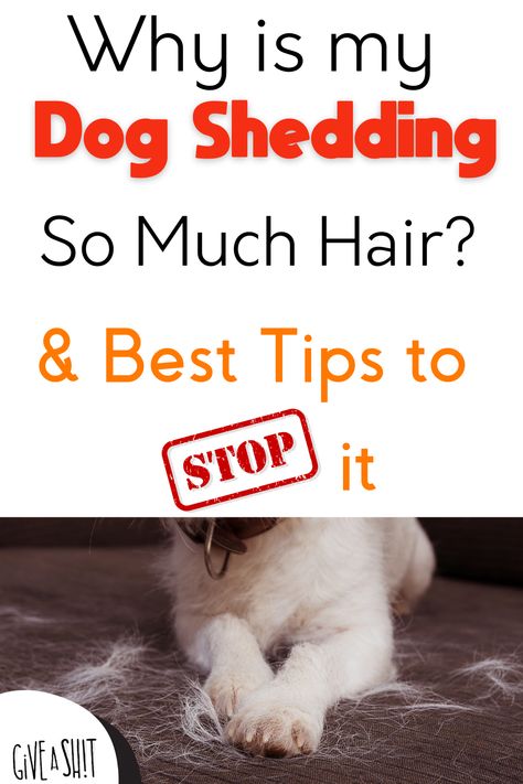 Shedding Dog Tips, Dog Shedding Remedies, Stop Dog Shedding, Behavior Tips, Pet Shed, Short Haired Dogs, Dog Advice, Helpful Advice, Seasonal Changes