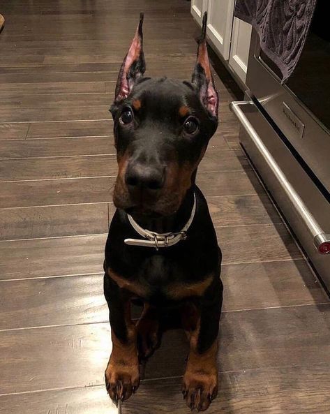 Doberman, A Black, Black