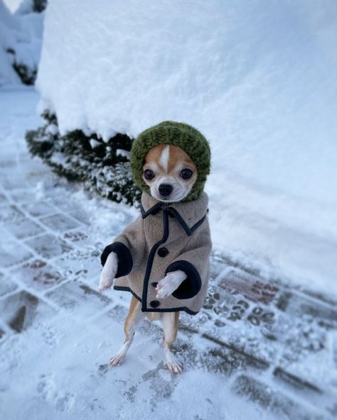 What’s the fuss? Haven’t you ever seen a Chihuahua show off their two-legged swagger before? 🙊 Here’s just a quick outfit check before… | Instagram Chihuahua Outfits, Crazy Chihuahua, Stay Pawsitive, My Sweet Sister, Chihuahua Clothes, A Vet, Raining Cats And Dogs, Cute Chihuahua, Outfit Check