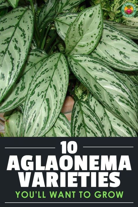 There are so many aglaonema varieties to choose from! We're highlighting ten of our favorite Chinese evergreen plants. You'll want them all! Aglonema Plant Variety, Aglaonema Plant Care, Aglaonema Commutatum, Aglaonema Varieties, Aglaonema Plant, Epic Gardening, Chinese Evergreen Plant, Homestead Gardening, Tire Garden