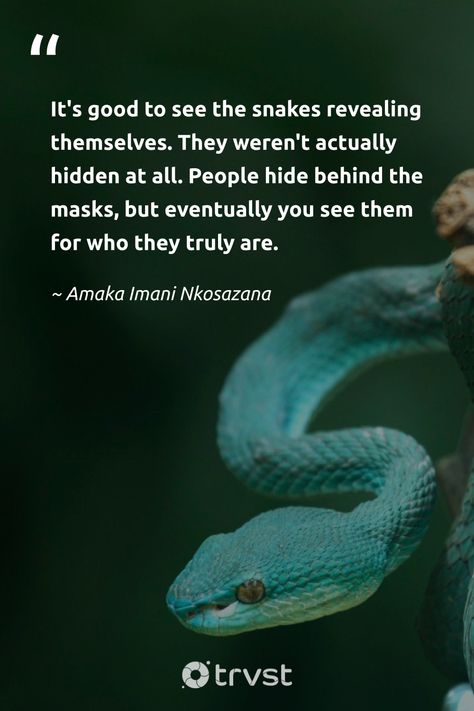 Snake Quotes unmask hidden truths: 'It's good to see the snakes revealing themselves. They weren't actually hidden at all. People hide behind the masks, but eventually you see them for who they truly are.' - Amaka Imani Nkosazana. #trvst #quotes #bethechange #beinspired #snake #betrayal #lies 📷 @J Surianto Never Trust A Snake Quotes, Snakes At Work Quotes, Snake Quotes People Lessons Learned, A Snake Is A Snake Quote, Snakes In The Grass Quotes People, Snake In The Grass Quotes People, Quotes About Snakes People, Snake In The Grass Quotes, Snake Quotes People