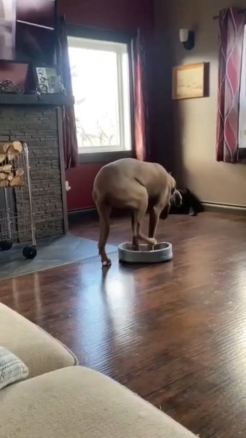 Great Dane Funny, Dog Videos, Funny Dog Videos, November 11, Dog Gifs, Great Dane, Funny Cartoon, Funny People, Funny Animal Videos