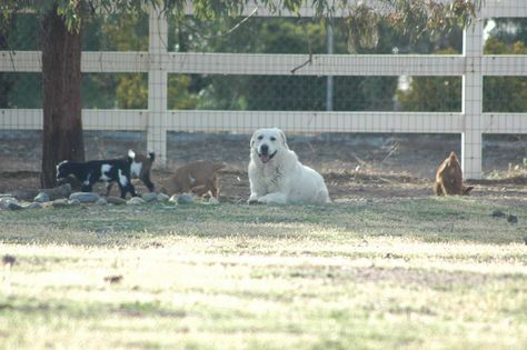 Goat Housing, Goat Fencing, Goat Fence, Temporary Fencing, Keeping Goats, Small Dog House, Rain Shelter, Goat House, Goat Barn