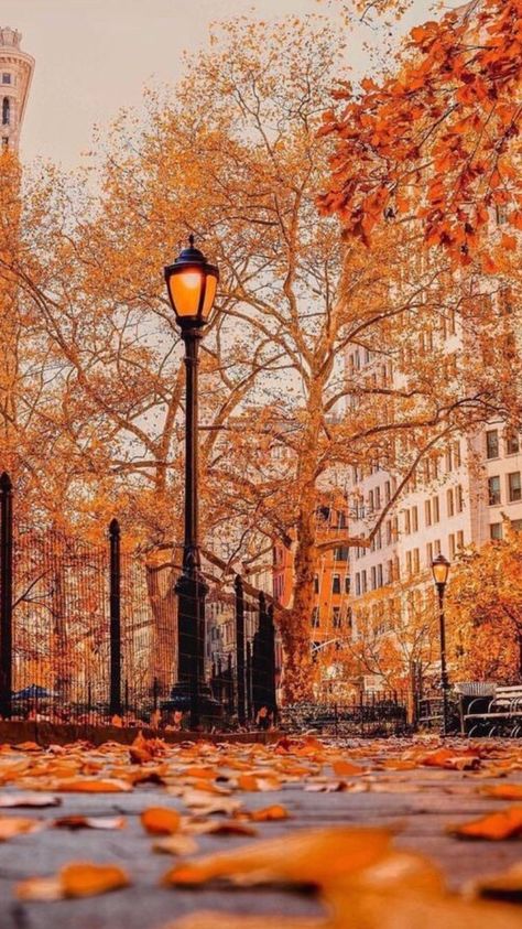 Leaves On The Ground, Autumn In New York, Autumn Scenes, New York Fall, Orange Aesthetic, Autumn Scenery, Fall Pictures, Autumn Cozy, Autumn Aesthetic