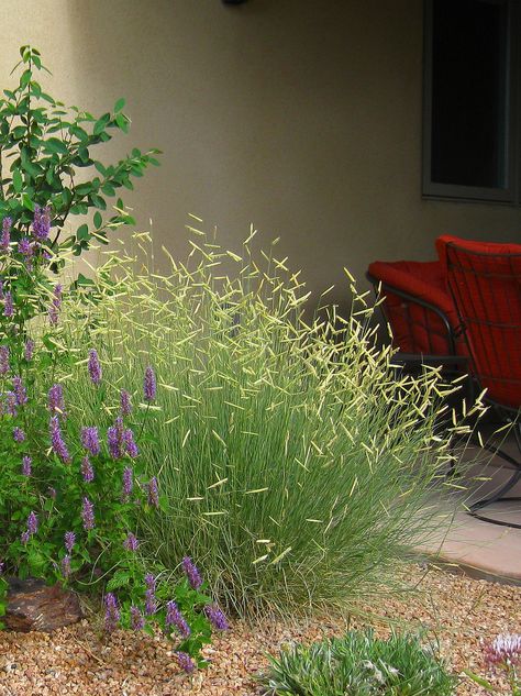 blonde ambition grass - Google Search Northwind Switch Grass Yards, Bouteloua Gracilis, Garden Entry, High Country Gardens, Brick Patio, Blonde Ambition, Full Sun Perennials, Native Plant Gardening, Grasses Landscaping