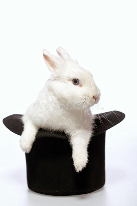 Rabbit playing with a magicians hat. Magicians rabbit. Closeup image of a cute w , #SPONSORED, #Magicians, #rabbit, #Closeup, #hat, #Rabbit #ad Bunny In Hat, Magicians Hat, Holding Rabbit, Magician Rabbit, Rabbit Photography, Rabbit In A Hat, Magic Bunny, Magician Hat, Cute White Bunny