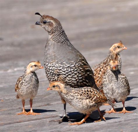 Arizona Quail, Cactus Lettering, Arizona Birds, California Quail, Raising Quail, Southern Oregon Coast, Quails, Animals Friendship, Beautiful Bugs